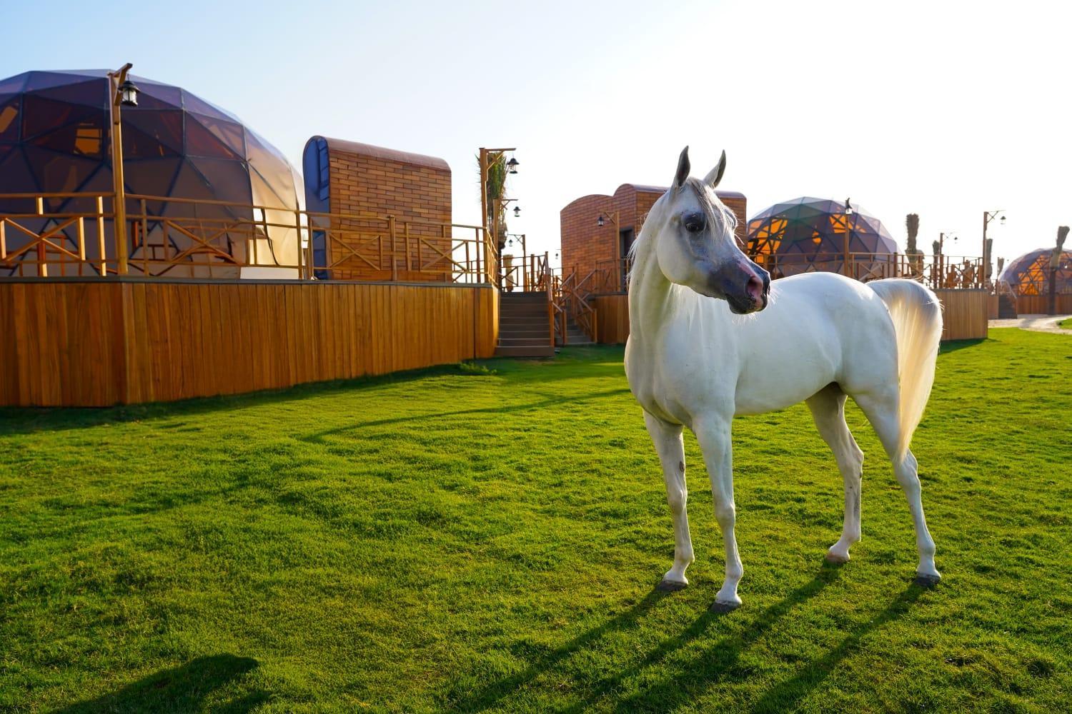 Al Marmoom Oasis Luxury Experiential Desert Resort ドバイ エクステリア 写真